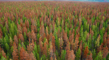 View above the top of a forest with trees of various colours. 