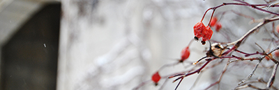 Winter berries on campus