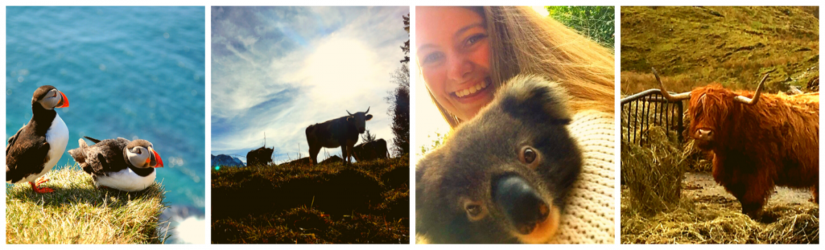  Puffins, Cows, Koala, Hairy Coo