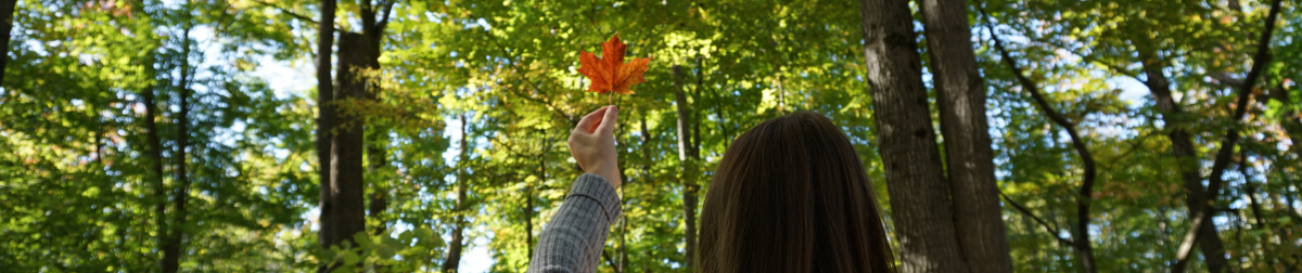 A red maple leaf