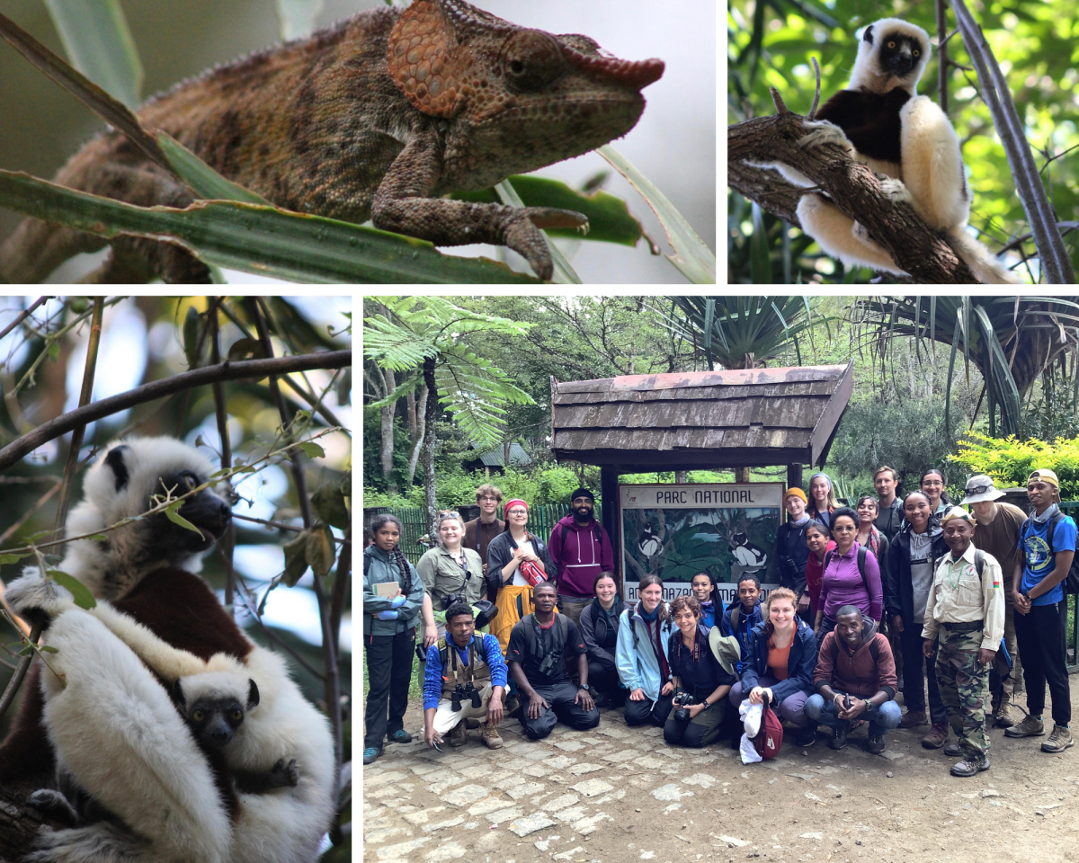 Madagascar field school pictures - a chameleon, a lemur, a lemur and it's baby, the group of student on the field school