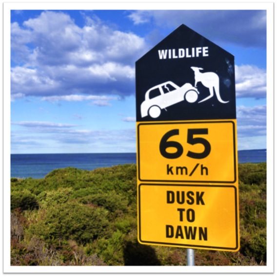 Road sign with Kangaroo