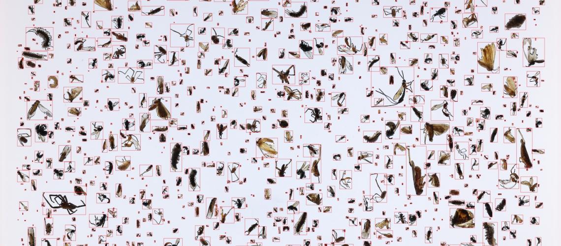 Picture of an array of bugs on a white background