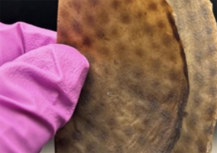 A gloved hand holding a piece of biomaterial