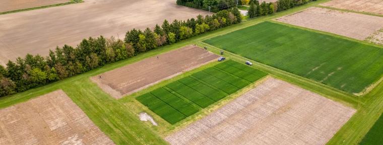 photo of green and brown crops from above