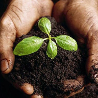 Soil in hands