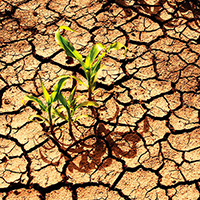 drought crop