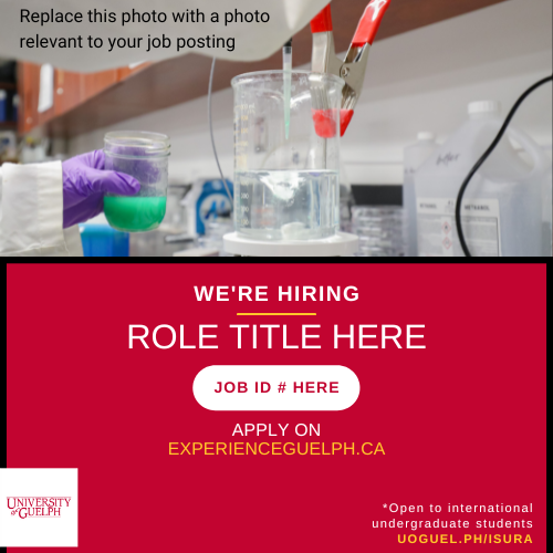 A photo of hands wearing purple gloves, doing an experiment. On top of the photo reads "Replace this photo with a photo relevant to your job posting". Below this, text in all caps reads "We're Hiring - Role Title Here". Below this, a white oval shape with red text reads "Job ID # Here". Below this, white and yellow text read "Apply on ExperienceGuelph.ca". A white University of Guelph logo is in the bottom left corner. In the bottom right, text reads "*Open to international undergraduate students. Uoguel.ph/isura."".