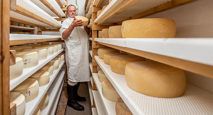 Cheesemaker grading racks of cheeses