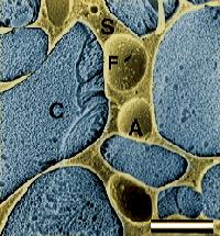 A cross section of frozen ice cream, illustrating the four microscopic phases of frozen ice cream