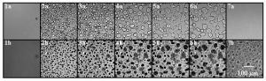 Both the brightfield and fluorescence microscopy images collected from the same field for the LBG + sucrose sample