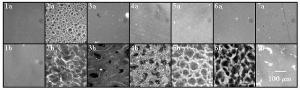 Comparison between fluorescent images at 0°C from stabilizers in sucrose solutions after cycling and ice crystal melting,  in the absence or presence of skim milk solids