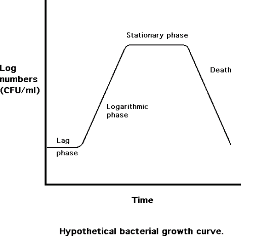Hypothetical bacterial growth curve