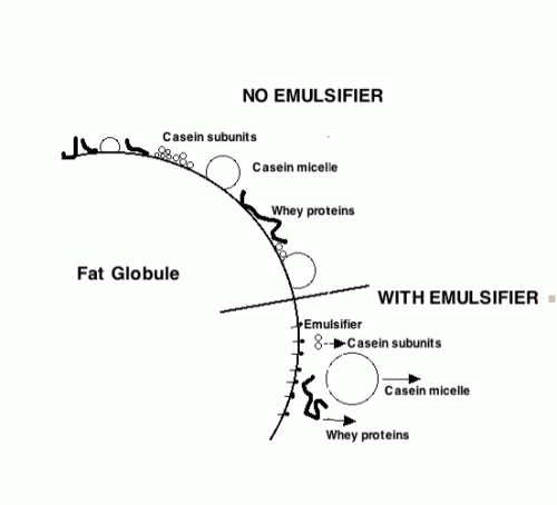 Diagram showing a desorption of protein from the fat droplet surface with an emulsifier present.