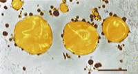 Three fat globules showing only little crystallinity inside the globules
