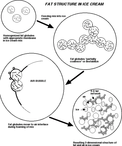 Diagram of fat structure in ice cream.