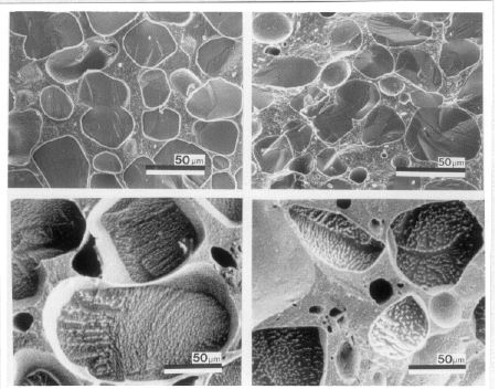 Cryo-scanning electron micrographic images of ice cream after temperature fluctuations.