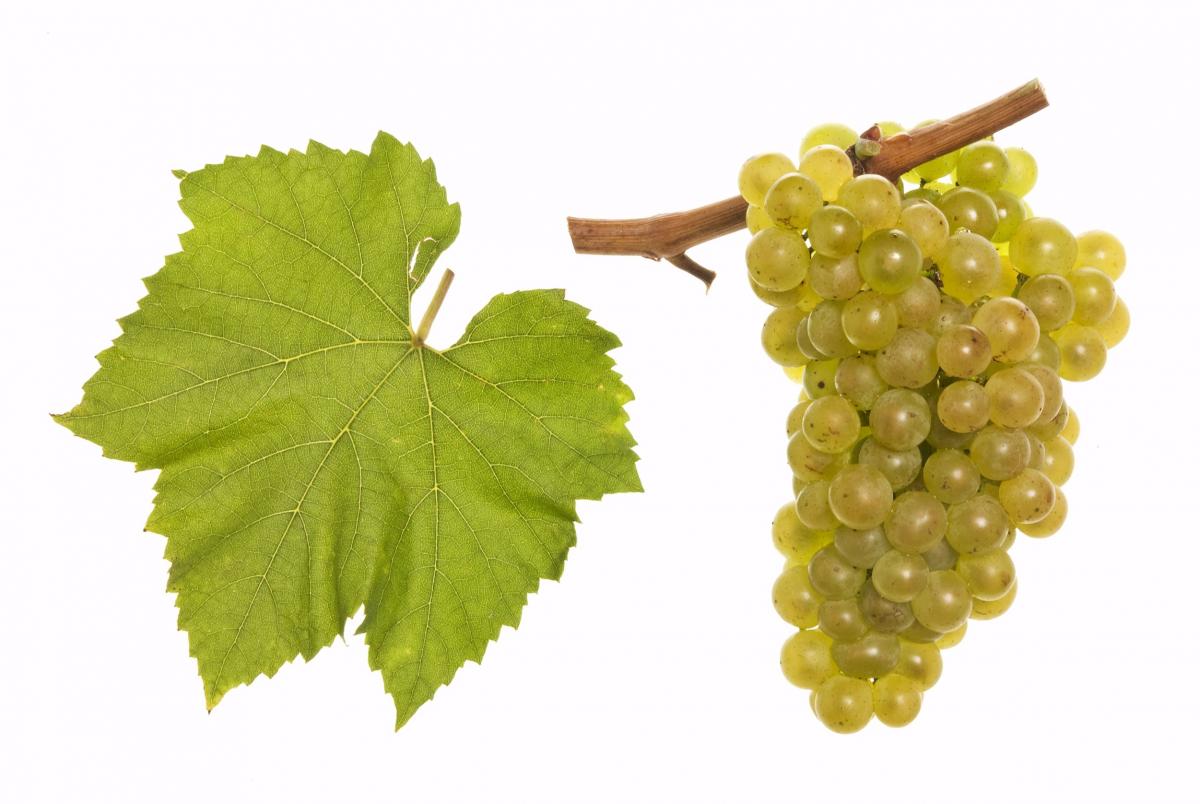 Grapes hanging from a branch and a leaf