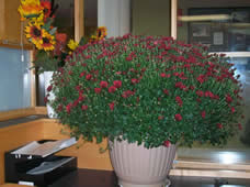 Photo of a Chrysanthemum