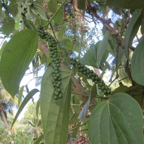 green pepper on the vine