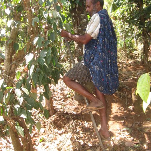 Pepper farmer harvesting pepper