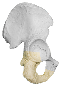 A photograph of the Right Ischium