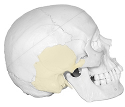 right temporal bone