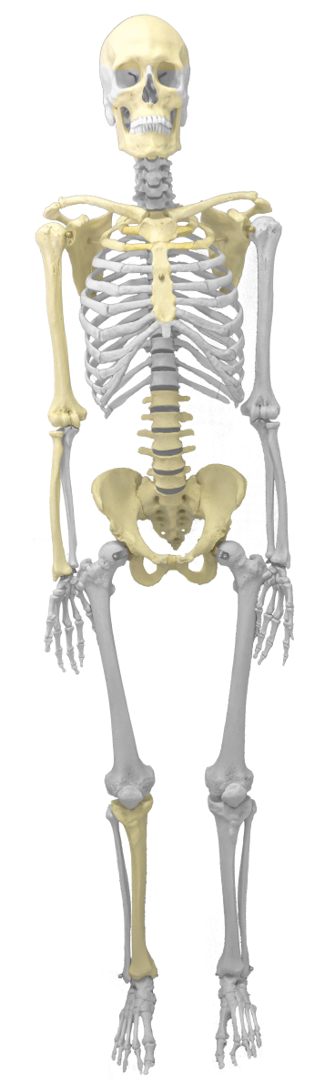 Skeleton