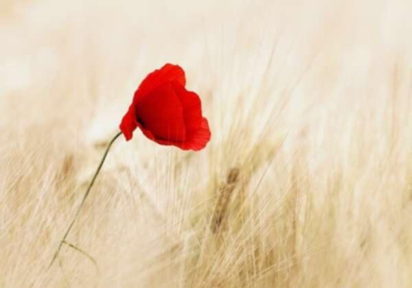 An image of a poppy in a field.