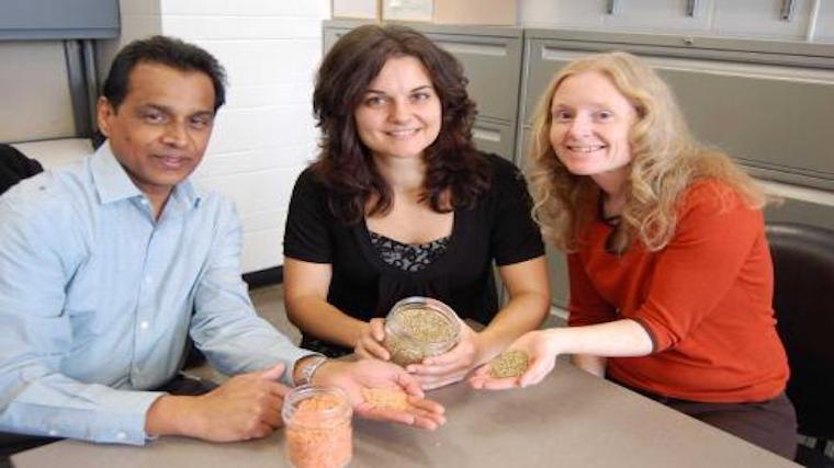 A photograph of researchers Dan Ramdath of Agriculture and Agri-Food Canada, U of G PhD student Dita Moravek and U of G Prof. Alison Duncan