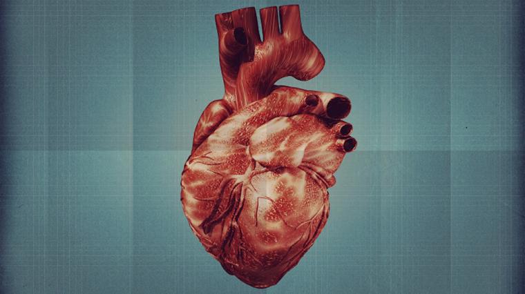 An image of a human heart
