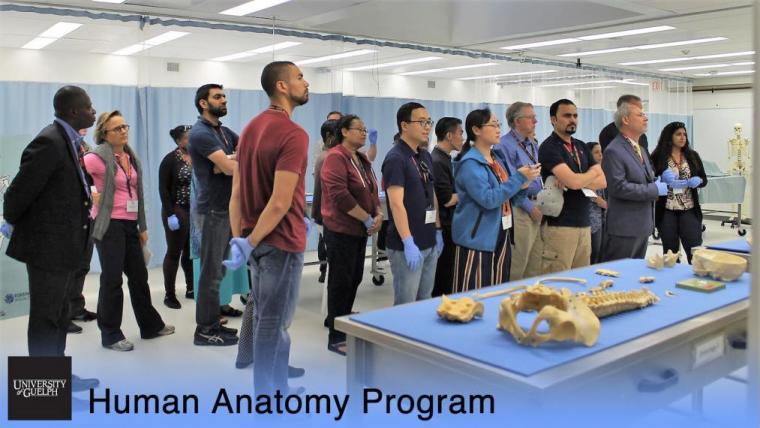 A photograph of the International Visitors Touring Human Anatomy, listening in front of a table of bones.