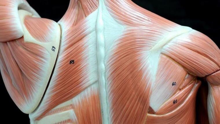 A photograph of a plastic model of the back muscles.