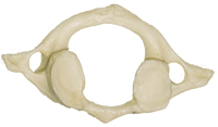 A photograph of the C1 Cervical Vertebrae.