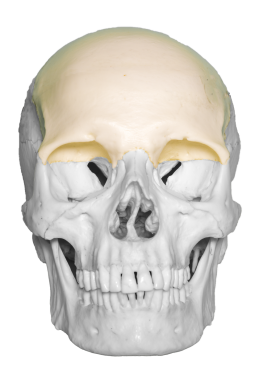 A photograph of the Frontal Scull bone.