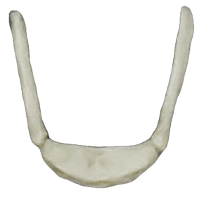 Hyoid Bone