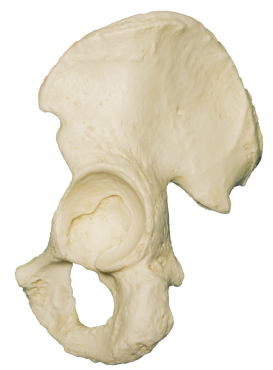 A photograph of the Left Innominate bone.