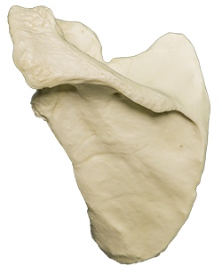 A photograph of the Left Scapula.