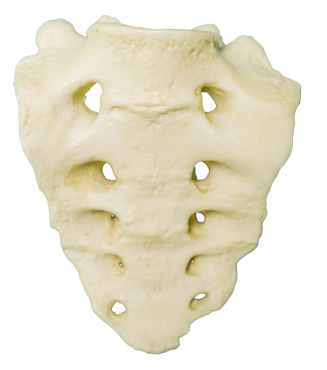 A photograph of the Sacrum bone.