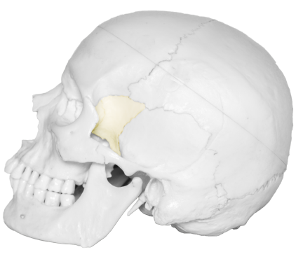 A photograph of the Sphenoid bone.