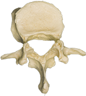 A photograph of the L2 Lumbar Vertebrae.