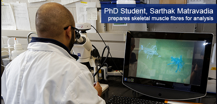 PhD Student Sarthak Matravadia prepares skeletal muscle fibres for analysis. 