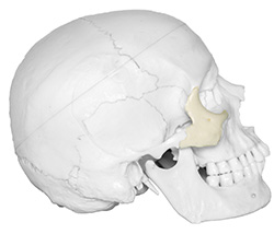 right zygomatic bone