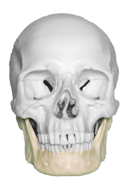 A photograph of the Mandible bone.