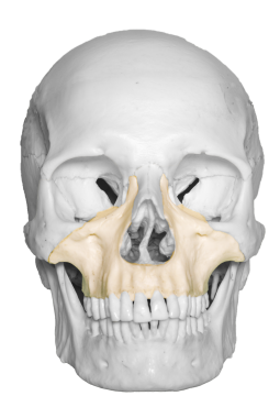 A photograph of the Maxilla bone.