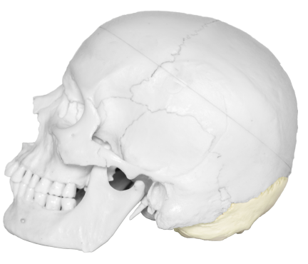 A photograph of the Occipital bone.