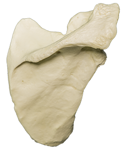 A photograph of the Right Scapula.