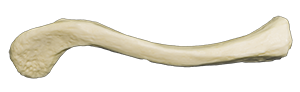A photograph of a Right Clavicle bone.
