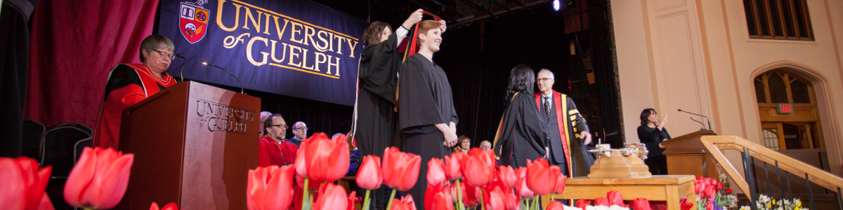 A photograph of a graduation ceremony at the University of Guelph.