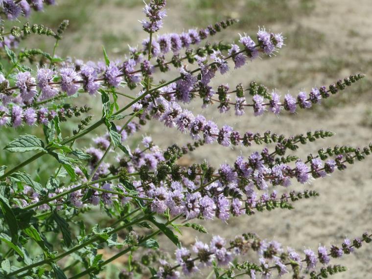 An image Mentha spicata, commonly known as spearmint.